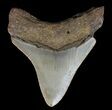 Bargain, Megalodon Tooth - North Carolina #67086-1